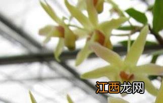 铁皮石斛花怎么吃 霍山铁皮石斛花怎么吃