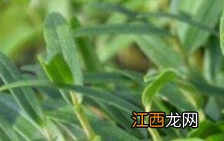 霍山石斛怎么吃最好 霍山石斛怎么吃最好禁忌什么