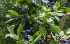 蓝莓怎么吃 蓝莓怎么吃一天吃多少