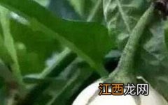 蛋树长什么样 蛋树是什么树