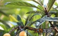 枇杷的功效与作用禁忌 枇杷的功效与作用