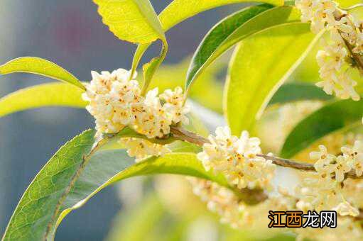 什么树可以和桂花嫁接 什么树可以和桂花嫁接在一起