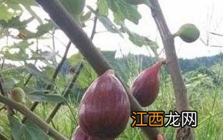 无花果怎么吃最好 无花果怎么吃最好无花果苗那里多