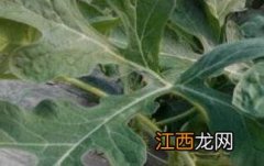 西瓜藤的功效与作用及药用价值图片 西瓜藤的功效与作用及药用价值