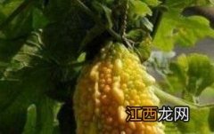 金铃子的功效与作用及药用价值 金铃子的功效与作用及药用价值