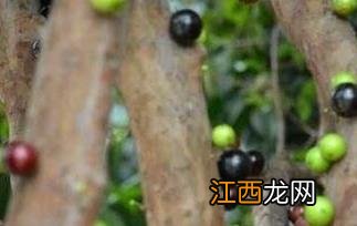 嘉宝果如何种植技术 嘉宝果如何种