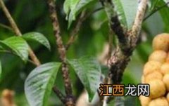 龙宫果的药用价值与功效 龙宫果的药用价值与功效是什么