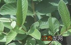 番石榴叶子煮水的功效与作用是什么 番石榴叶子煮水的功效与作用