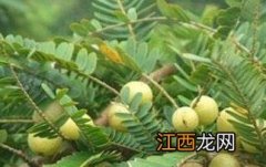 油柑子的功效与作用及常见用法视频 油柑子的功效与作用及常见用法