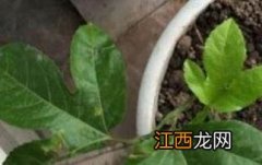 百香果籽的播种方法和种植技巧 百香果的籽怎么种植方法