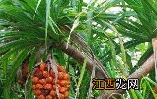 野生菠萝怎么吃最好