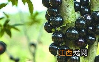 沙巴嘉宝果的营养价值 嘉宝果的营养价值