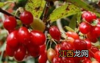 茱萸是什么 茱萸是什么植物