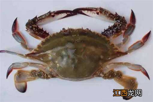 今年梭子蟹的价格 2019梭子蟹价格多少钱一斤