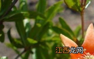 白石榴花干泡水喝的功效和作用 白石榴花干泡水喝的功效