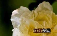 白石榴花的功效与作用 白石榴花的功效与作用图片