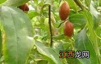 菱枣的营养价值有哪些 菱枣的营养价值有哪些呢