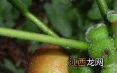 红豆薏米五指毛桃的功效与作用及食用方法 五指毛桃的功效与作用及食用方法