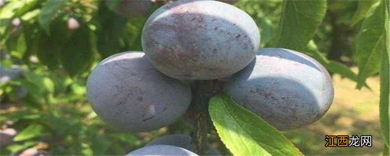 五月脆李产地 五月脆李品种介绍