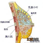 断奶后怎么丰胸最有效 断奶后丰胸的土方法