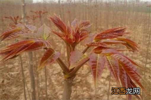 红油香椿籽怎么种植的 红油香椿籽怎么种植