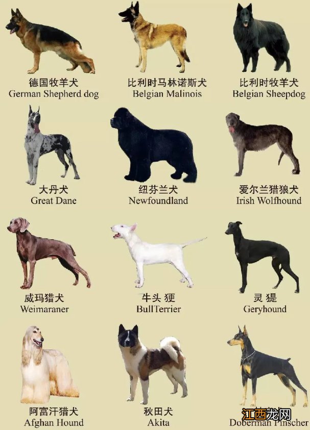 南京禁养犬名单一览 南京禁养犬种2019