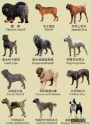 南京禁养犬名单一览 南京禁养犬种2019