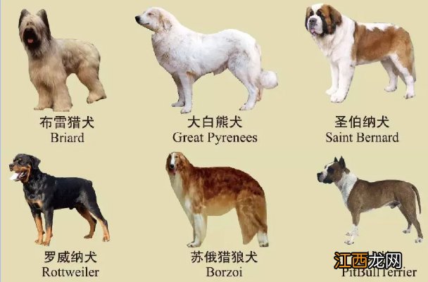 南京禁养犬名单一览 南京禁养犬种2019