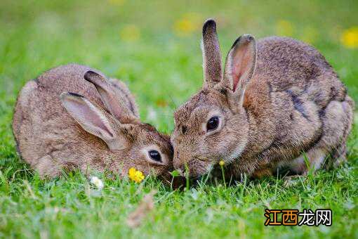 肉兔从出生到出栏多长时间 兔子从出生到出栏要多久
