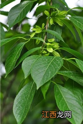 杜仲茶的功效与作用杜仲茶的食用方法