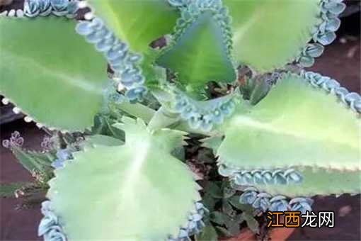 不死鸟的养殖方法和注意事项盆栽 不死鸟怎么繁殖