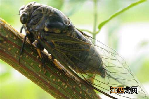知了怎么繁殖后代 知了怎么繁殖后代的