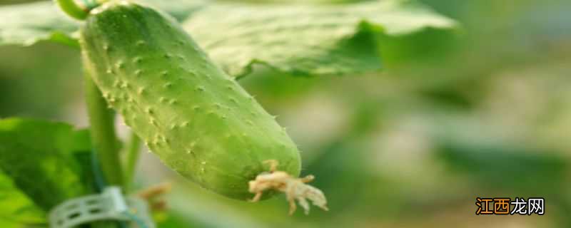 大棚黄瓜药害图片 大棚黄瓜药害怎么办