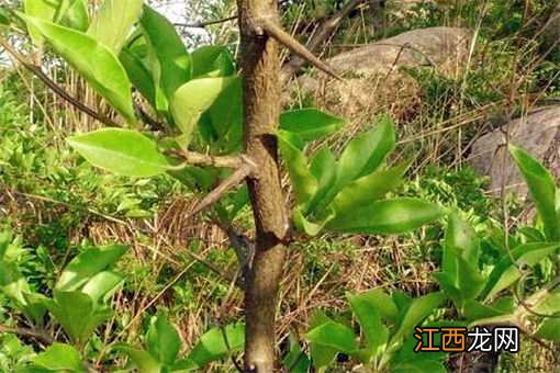 柘树长什么样 柘树长什么样野生图片?