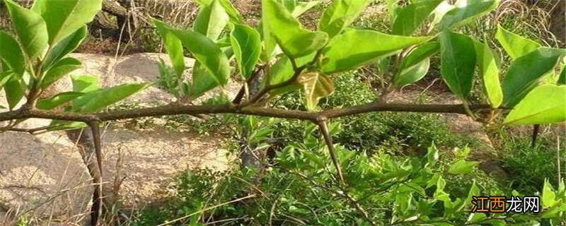 柘树长什么样 柘树长什么样野生图片?