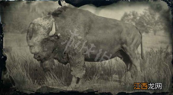 荒野大镖客2传说动物分布图 荒野大镖客2传奇动物图鉴大全