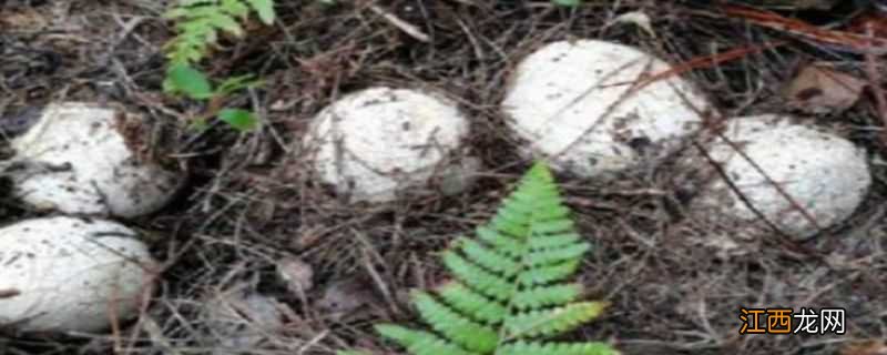 冬荪种植技术 冬荪种植技术和原材料的图片