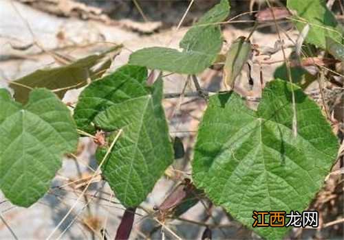 毛葡萄种植技术 葡萄 种植技术