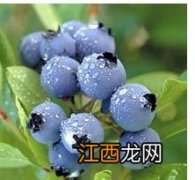 蓝莓树图片 蓝莓图片和资料介绍