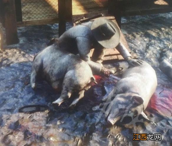 荒野大镖客2动物油脂在哪刷 荒野大镖客2怎么刷动物油脂