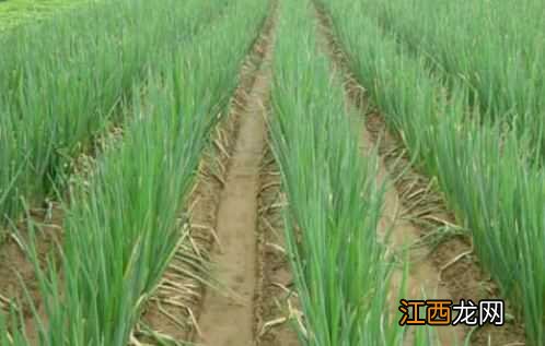 大葱丰产种植技术要点有哪些呢 大葱丰产种植技术要点有哪些