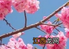 樱花纯露怎么样 樱花纯露功效与作用