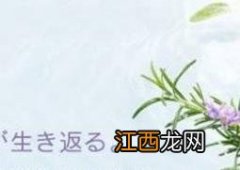 紫苏水怎么用 紫苏水怎么用效果最好