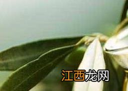 橄榄油如何擦脸 橄榄油怎么擦脸