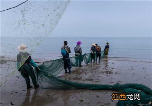 巴沙鱼和龙利鱼哪个更好 巴沙鱼和龙利鱼哪个更好养