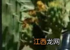 仙人掌精油的功效与作用 仙人掌油有什么作用