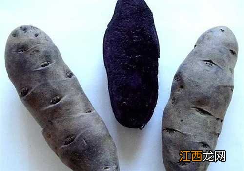 彩色马铃薯新品种有哪些 马铃薯优良品种有哪些