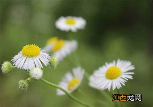 野菊花的功效与作用有哪些呢 野菊花的功效与作用有哪些