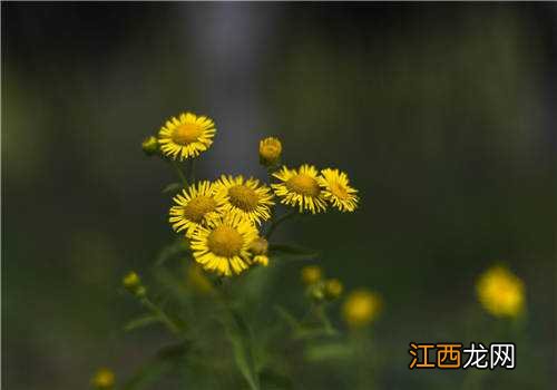 野菊花的功效与作用有哪些呢 野菊花的功效与作用有哪些