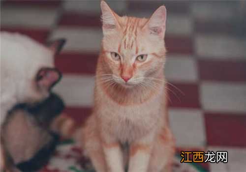 克隆猫需要提供什么条件 克隆猫需要提供什么条件呢